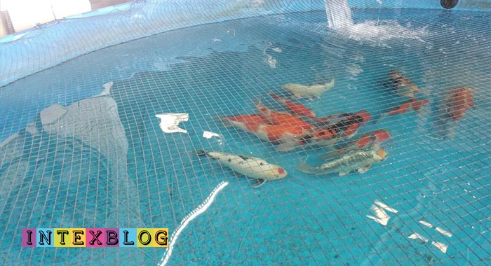 هزینه و قیمت ساخت استخر برای پرورش ماهی